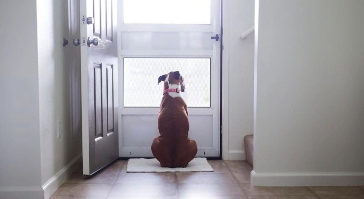 If something happened to you today, who would care for your animals?