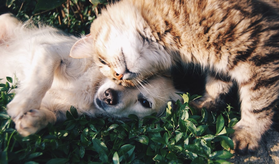 Family pets